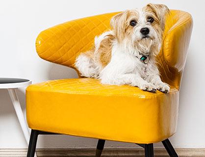 Bark Collars: Do They Work?