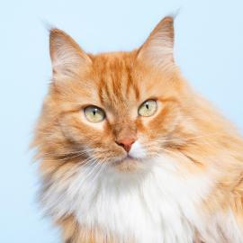 For Cats