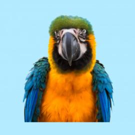 For Parrots