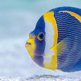For Fish