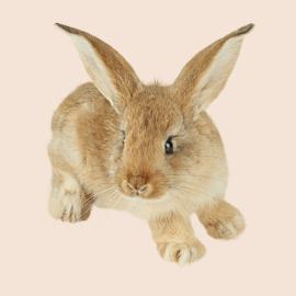 For Rabbits
