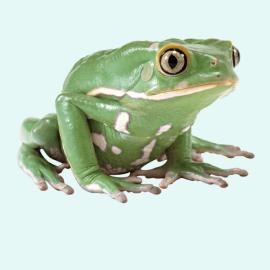 For Reptilies